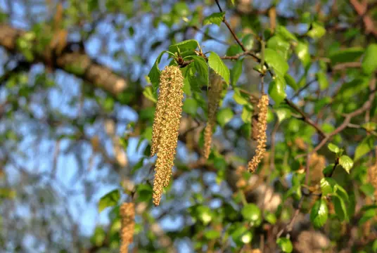 Närbild av en björk i solsken.