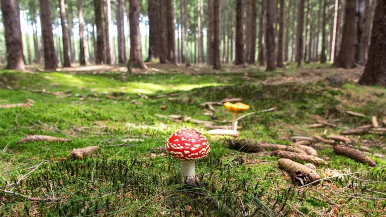 En ståtlig flugsvamp i en skog fylld av mossa och där solen tränger sig fram bland trädkronorna.