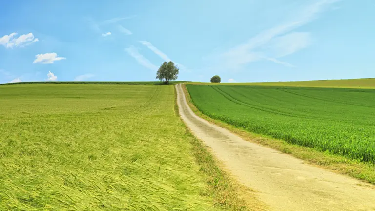 En solig sommardag som visar en grusväg med äng på båda sidorna.