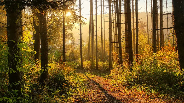 En solig dag i en höstskog.