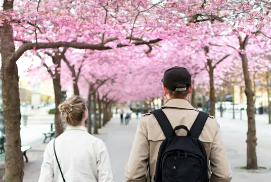 Ett ungt par som promenerar under blomstrande körsbärsträden i Kungsträdgården.