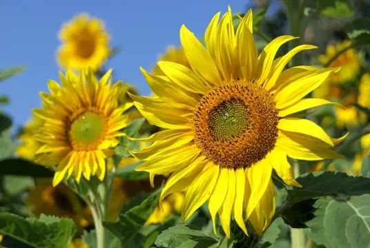 Närbild på solrosor en sommardag.