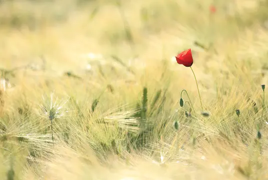 En röd ensam vallmoblomma på ett sädesfält.