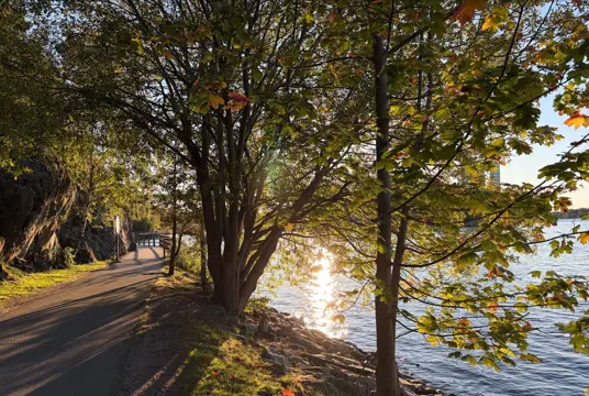 En solstrimma genom träden en eftermiddag under hösten.