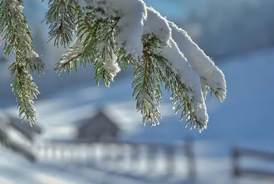 grangren med snö