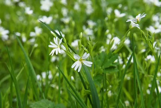Små vita blommor i en gräsmatta.